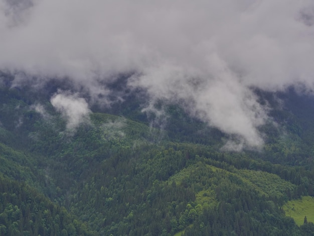 Paesaggio estivo di mattina nebbiosa con abeti