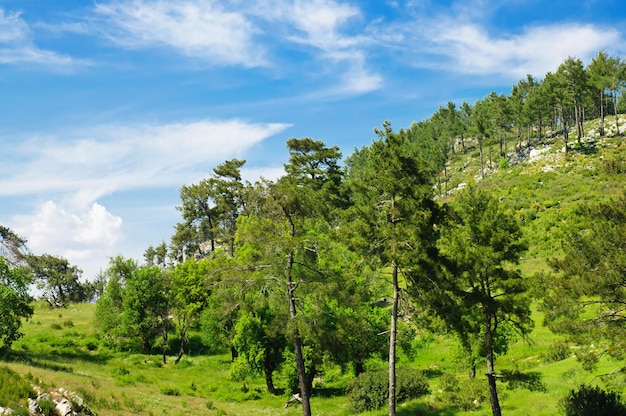 paesaggio estivo di montagna