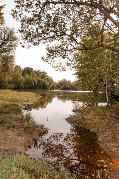 Paesaggio estivo di una foresta e un piccolo stagno.