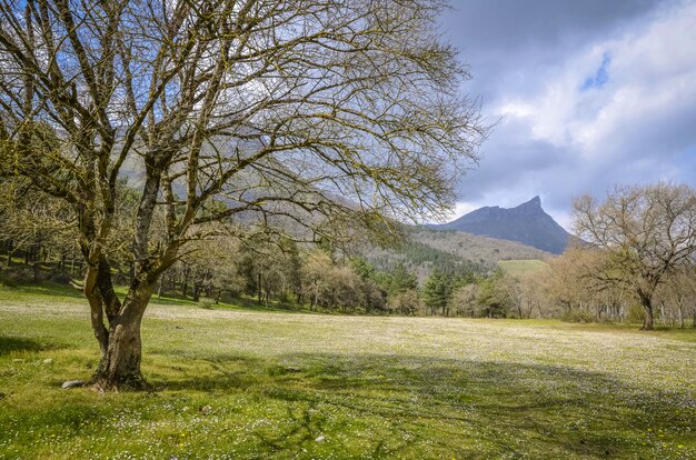 Paesaggio estivo di una montagna