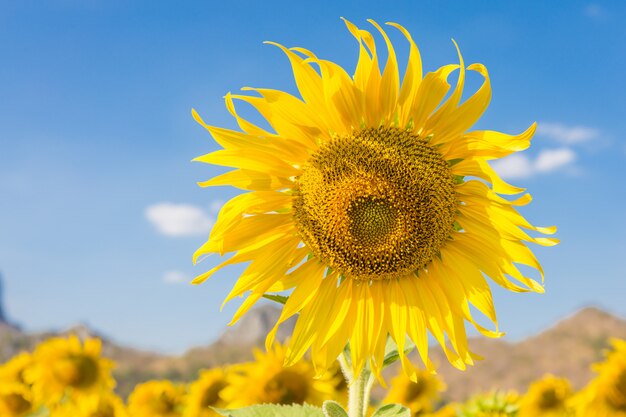 Paesaggio estivo: girasoli di bellezza in campo con sfondo azzurro del cielo