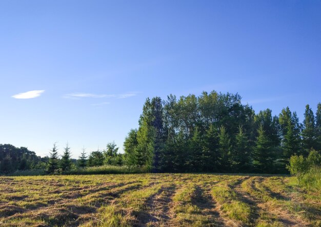 Paesaggio estivo in campagna. Mawn erba sul campo.