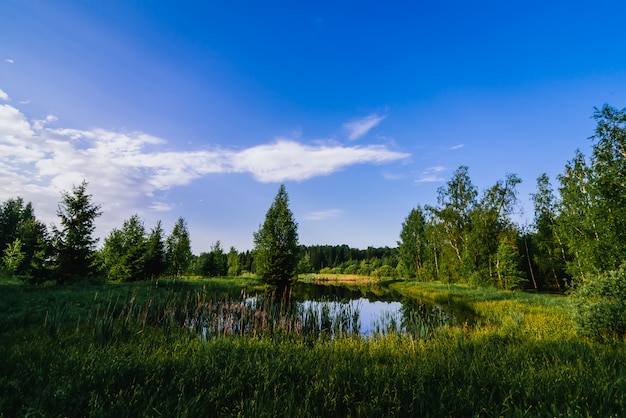 Paesaggio estivo naturale con uno stagno nel mezzo di un campo verde nella foresta