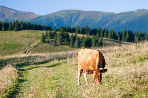 Paesaggio estivo nei Carpazi con mucca al pascolo su pascoli di montagna verde fresca