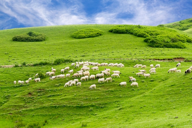 Paesaggio estivo rurale con pecore negli altopiani di Persembe -Ordu - Turchia