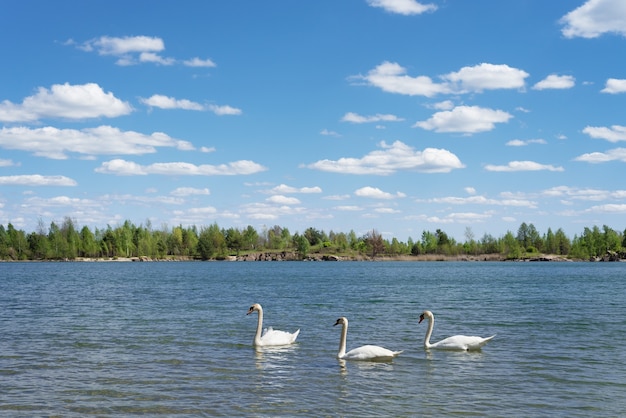 Paesaggio estivo soleggiato con tre cigni bianchi che nuotano nel lago