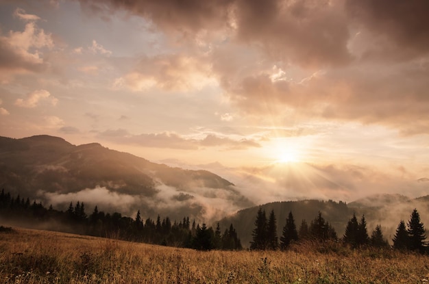 Paesaggio estivo splendente mattutino nebbioso con prato dorato di nebbia e sole che splende