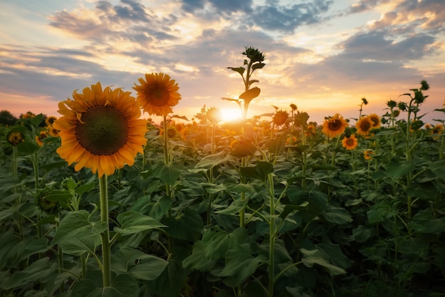 Paesaggio estivo: tramonto di bellezza sul campo di girasoli