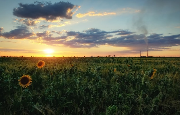 Paesaggio estivo: tramonto di bellezza sul campo di girasoli