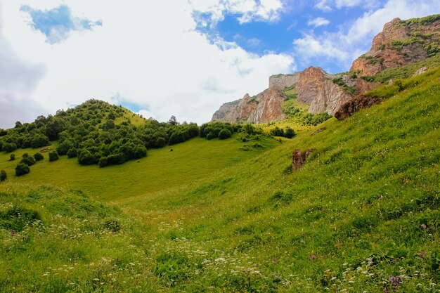 Paesaggio estivo verde con tre e rocce