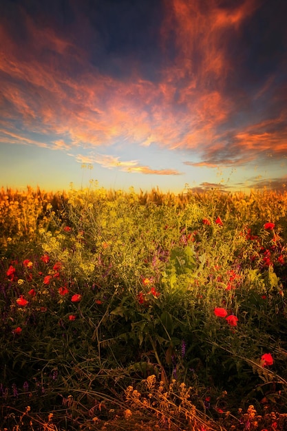 Paesaggio fantastico unico Alba su un campo con fiori di campo in fiore
