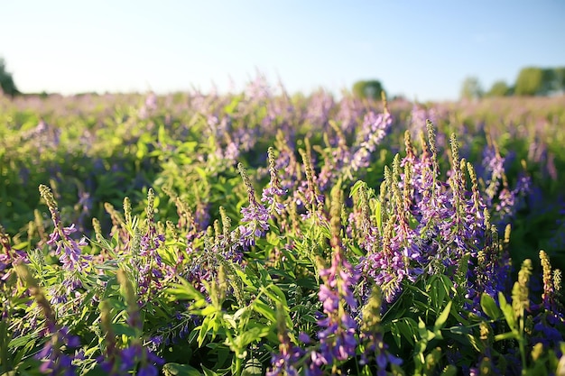 paesaggio fiori di campo / grande campo e cielo paesaggio nel villaggio, fiori viola fauna selvatica