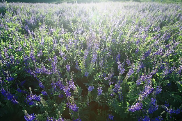 paesaggio fiori di campo / grande campo e cielo paesaggio nel villaggio, fiori viola fauna selvatica