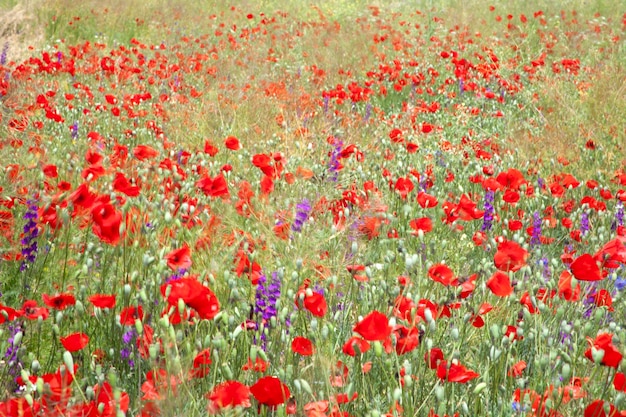 Paesaggio fiorito in primavera Bella natura