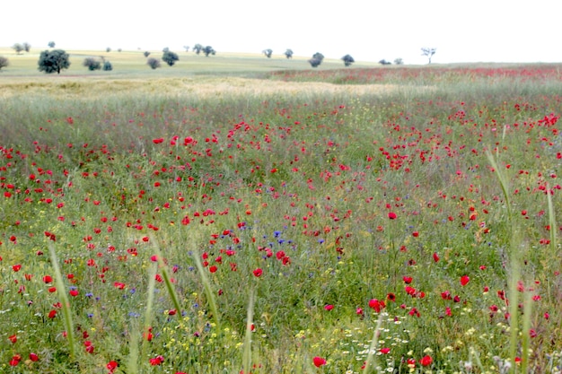 Paesaggio fiorito in primavera Bella natura