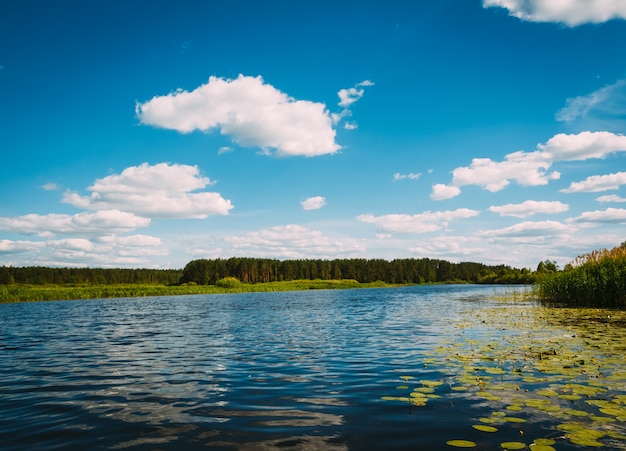 Paesaggio fluviale con ninfee nell&#39;acqua