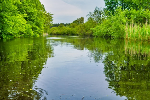 Paesaggio fluviale e foresta verde con alberi d'acqua blu nuvole sul cielo