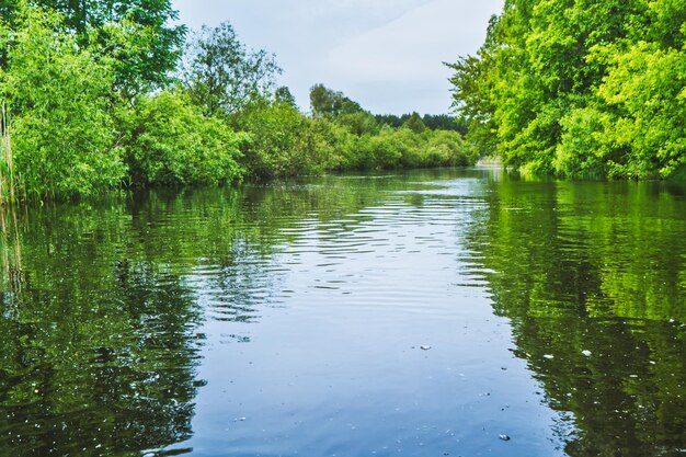 Paesaggio fluviale e foresta verde con alberi d'acqua blu nuvole sul cielo