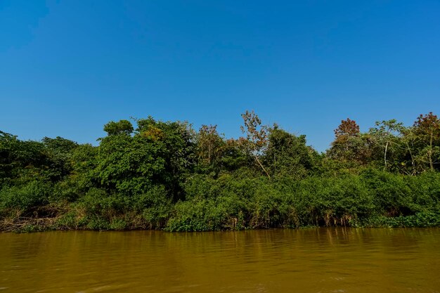 Paesaggio fluviale e junglePantanal Brasile