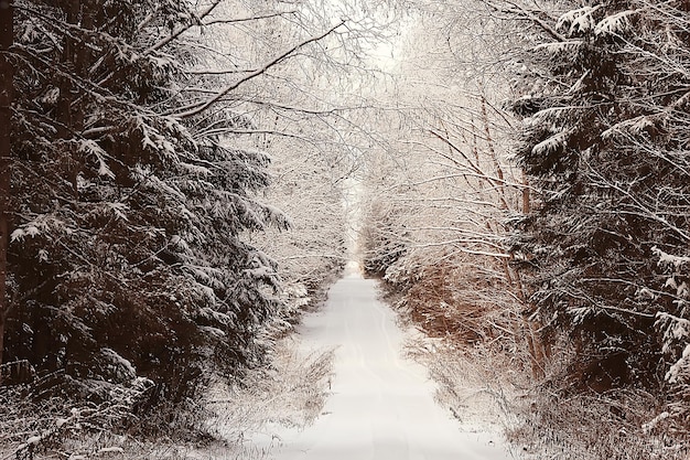 paesaggio foresta invernale, bella vista stagionale nella foresta innevata dicembre natura