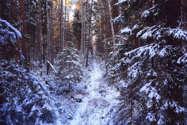 paesaggio foresta invernale cupo, paesaggio stagionale neve nella natura forestale