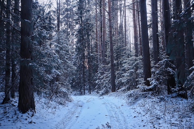 paesaggio foresta invernale cupo, paesaggio stagionale neve nella natura forestale