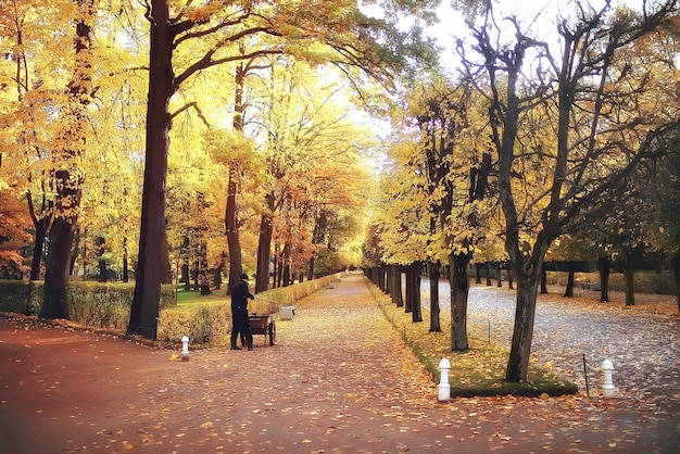 paesaggio foresta soleggiata giornata autunnale / alberi gialli nel paesaggio Estate indiana autunno ottobre