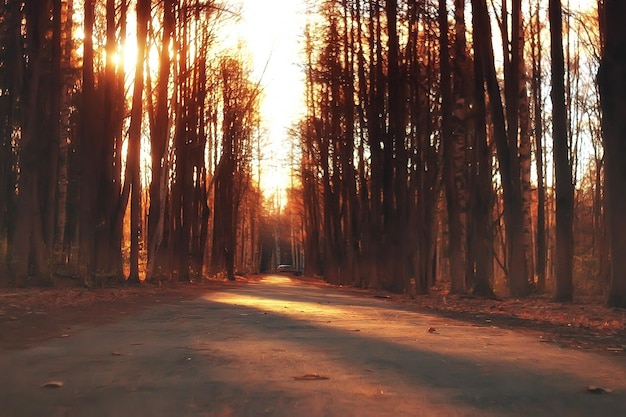 paesaggio foresta soleggiata giornata autunnale / alberi gialli nel paesaggio Estate indiana autunno ottobre