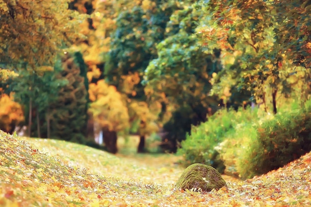 paesaggio foresta soleggiata giornata autunnale / alberi gialli nel paesaggio Estate indiana autunno ottobre