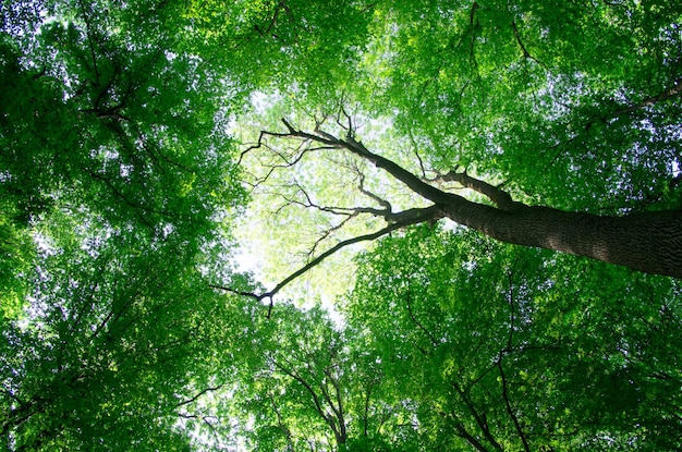 Paesaggio forestale al mattino