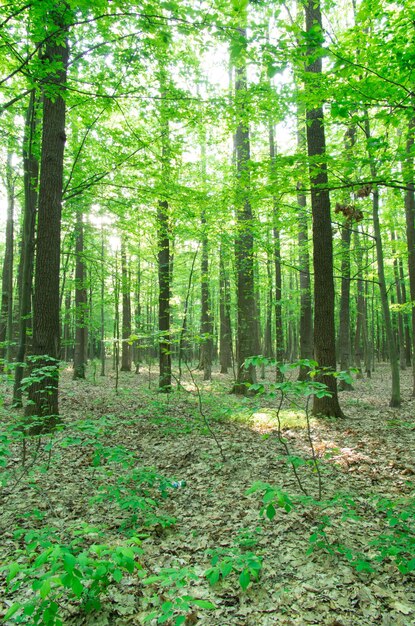 Paesaggio forestale al mattino