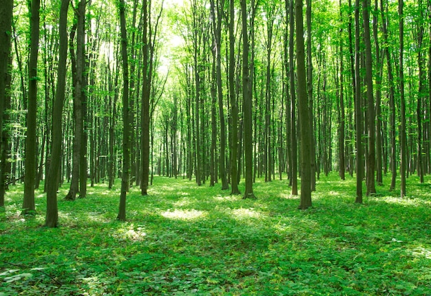 Paesaggio forestale al mattino