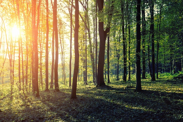 Paesaggio forestale al mattino