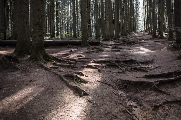 Paesaggio forestale, alberi e sentiero stretto illuminato dalla morbida luce dell'alba. Paesaggio di sfondo della natura