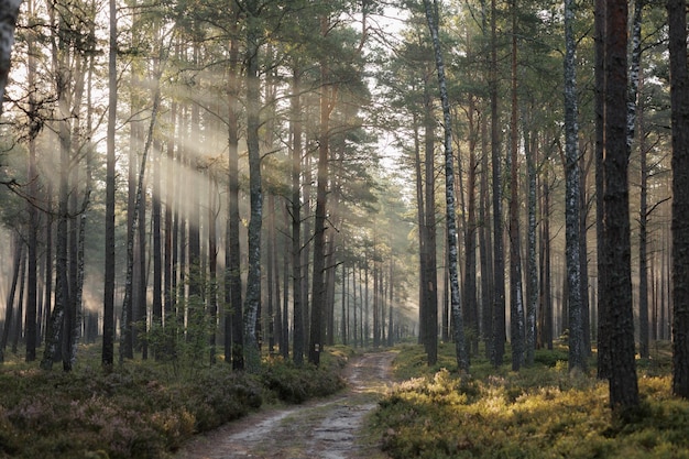 Paesaggio forestale all'alba