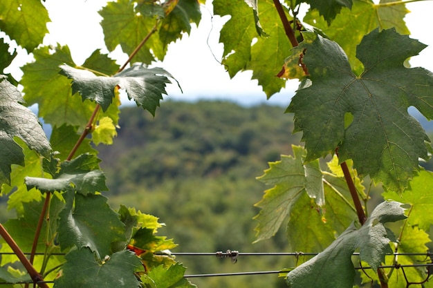 Paesaggio forestale attraverso le foglie di vite