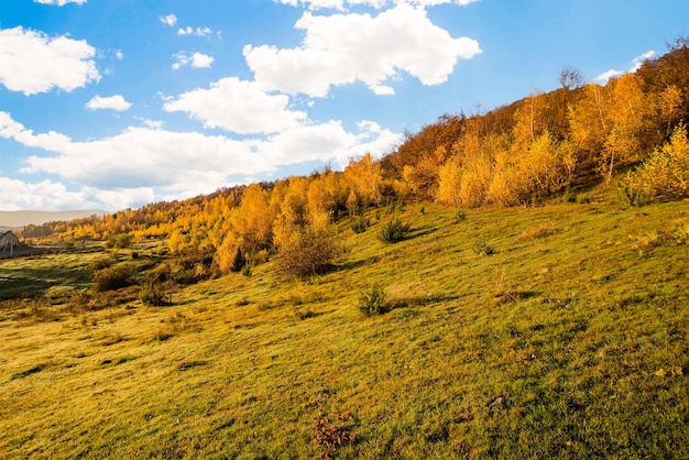 Paesaggio forestale autunnale con alberi con foglie gialle