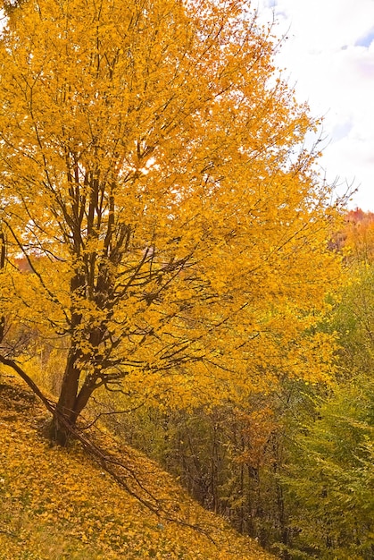 Paesaggio forestale autunnale con foglie autunnali e luce calda che illumina il dorato