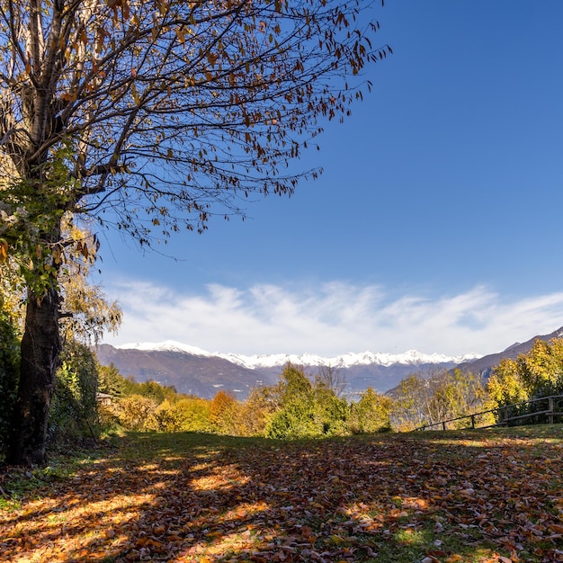 Paesaggio forestale autunnale con montagne sullo sfondo