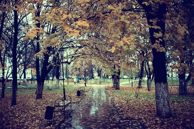 paesaggio forestale autunnale dorato, vista foresta mista, taiga, natura in ottobre