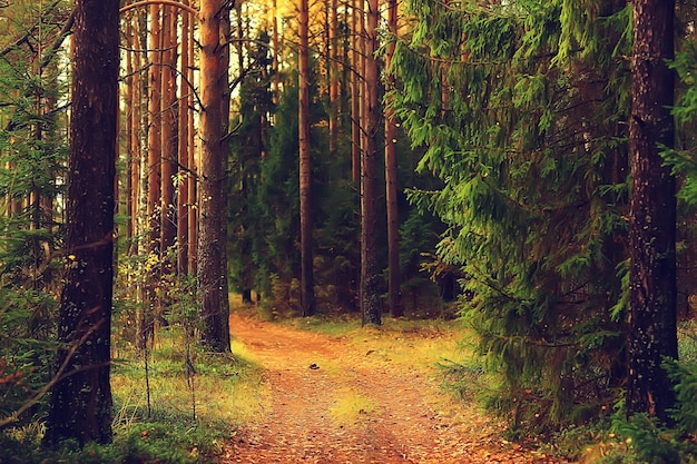 paesaggio forestale autunnale dorato, vista foresta mista, taiga, natura in ottobre