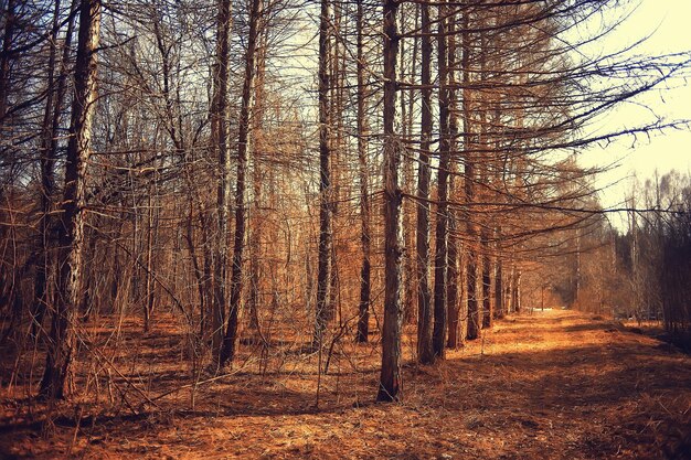 paesaggio forestale autunnale dorato, vista foresta mista, taiga, natura in ottobre