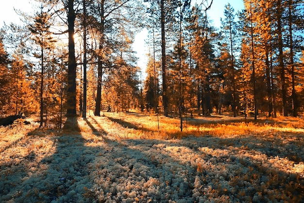 paesaggio forestale autunnale / foresta gialla, alberi e foglie Paesaggio di ottobre nel parco