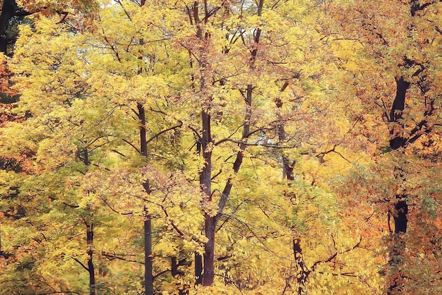 paesaggio forestale autunnale giallo / bellissimi alberi con foglie gialle nella foresta, paesaggio Autunno ottobre, paesaggio stagionale