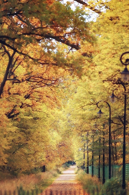 paesaggio forestale autunnale giallo / bellissimi alberi con foglie gialle nella foresta, paesaggio Autunno ottobre, paesaggio stagionale