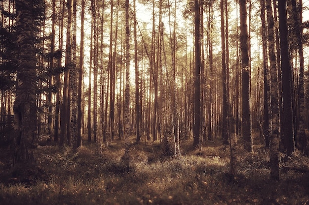 paesaggio forestale autunnale, sfondo astratto Vista di ottobre in alberi gialli, natura autunnale