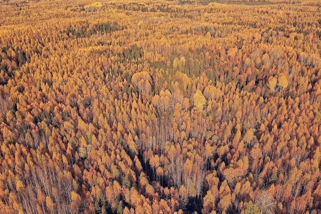 paesaggio forestale autunnale, vista da un drone, fotografia aerea vista dall'alto nel parco di ottobre