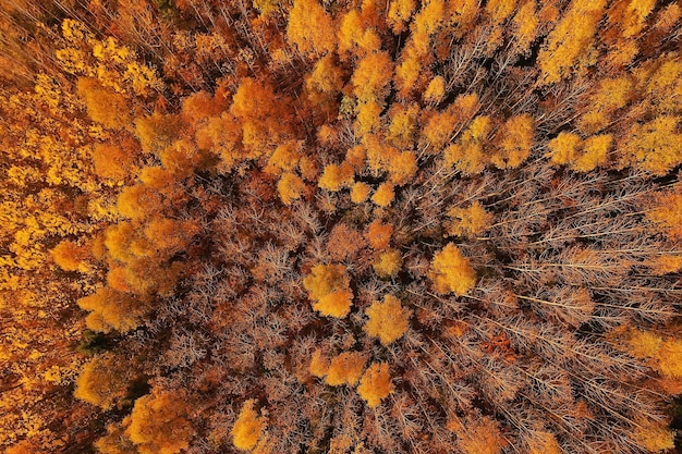 paesaggio forestale autunnale, vista da un drone, fotografia aerea vista dall'alto nel parco di ottobre