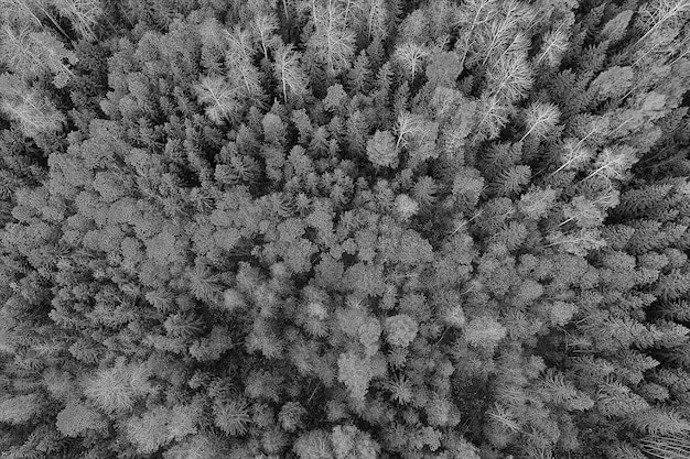 paesaggio forestale autunnale, vista da un drone, fotografia aerea vista dall'alto nel parco di ottobre