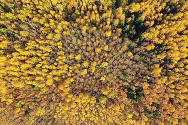 paesaggio forestale autunnale, vista da un drone, fotografia aerea vista dall'alto nel parco di ottobre